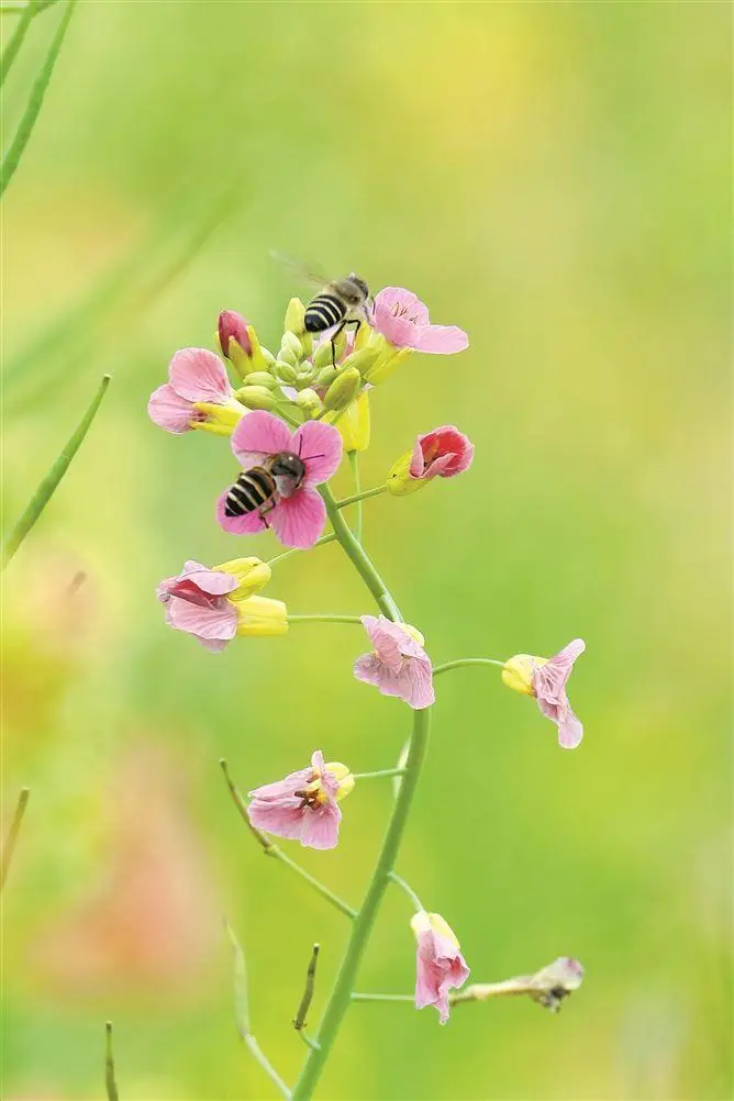 樱花桃花梨花次第绽放 为大家梳理热门赏花攻略
