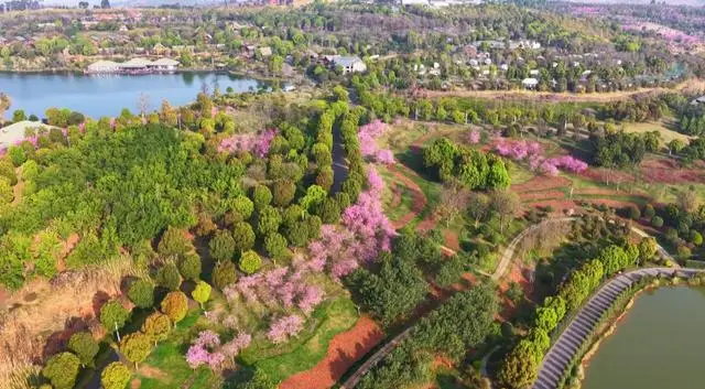 弥勒太平湖:春色满园引客来 踏春赏花正当时
